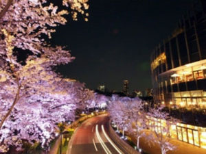 東京ミッドタウン桜ライトアップ