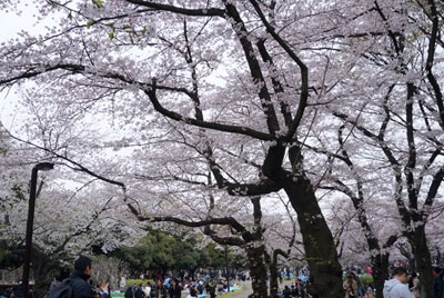 桜の撮影