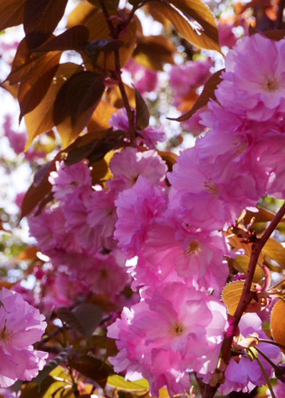 桜の逆光の撮影