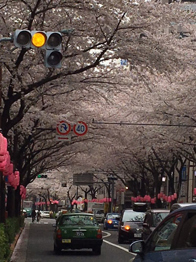 桜の撮影テクニック失敗例