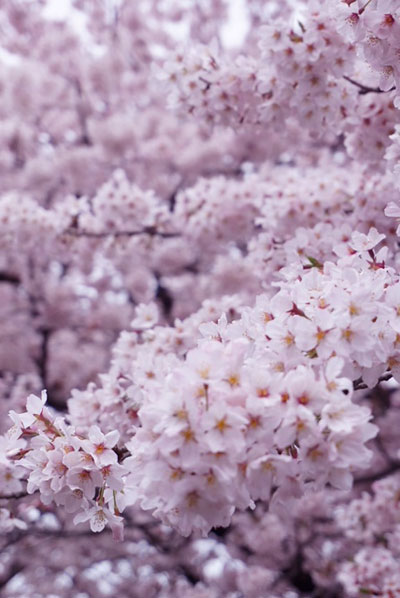 桜の撮影テクニック満開感を出す