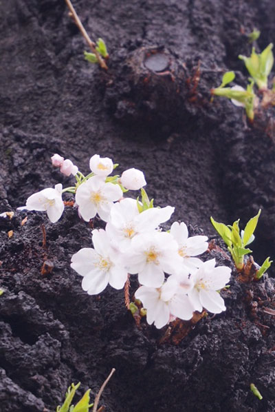 桜アップ撮影