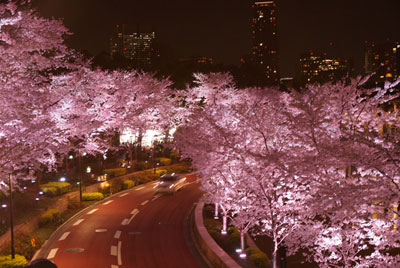 ライトアップされた桜