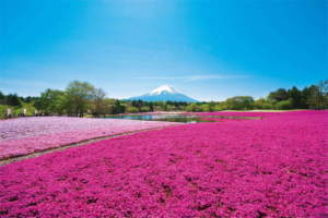 富士芝桜の見頃