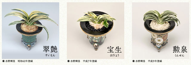 万年青の品種